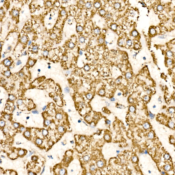 [KD Validated] COX IV Rabbit polyclonal antibody