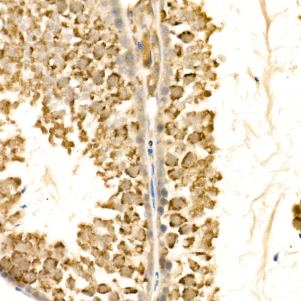 [KD Validated] COX IV Rabbit polyclonal antibody