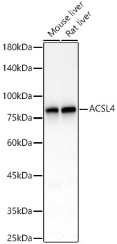 [KO Validated] ACSL4 Rabbit monoclonal antibody