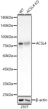 [KO Validated] ACSL4 Rabbit monoclonal antibody