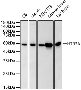 HTR3A Rabbit monoclonal antibody