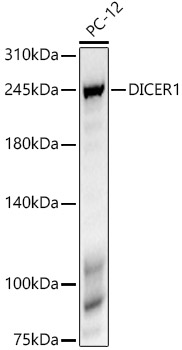 DICER1 Rabbit monoclonal antibody