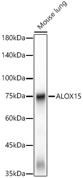 ALOX15 Rabbit monoclonal antibody