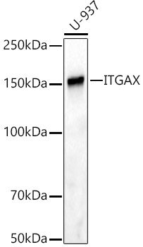 ITGAX Rabbit monoclonal antibody