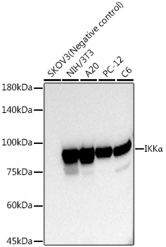 IKKA Alpha Rabbit monoclonal antibody