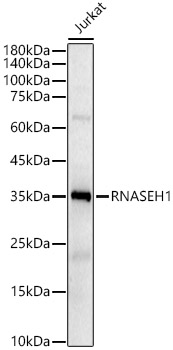 RNASEH1 Mouse monoclonal antibody