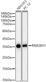 RNASEH1 Mouse monoclonal antibody