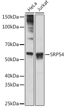 SRP54 Rabbit monoclonal antibody