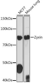 Zyxin Rabbit monoclonal antibody