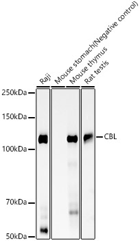 CBL Rabbit monoclonal antibody