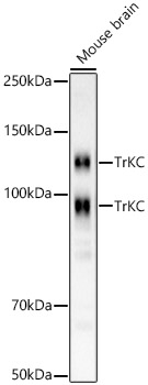 TrKC Rabbit monoclonal antibody
