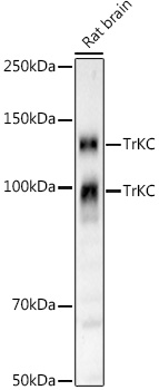 TrKC Rabbit monoclonal antibody