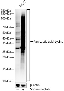 Pan Lactic acid-Lysine Rabbit monoclonal antibody