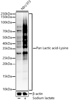 Pan Lactic acid-Lysine Rabbit monoclonal antibody
