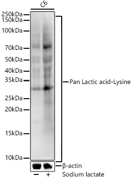 Pan Lactic acid-Lysine Rabbit monoclonal antibody