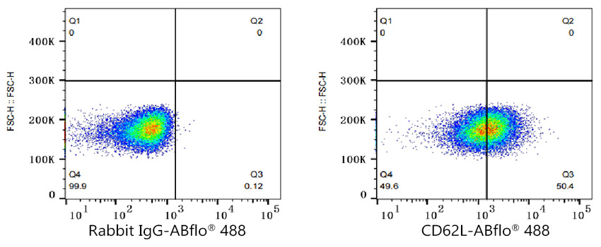 ABflo[R] 488 Rabbit anti-Human CD62L/L-Selectin monoclonal antibody