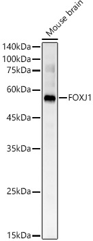 FOXJ1 Rabbit polyclonal antibody