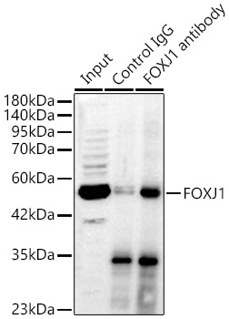 FOXJ1 Rabbit polyclonal antibody