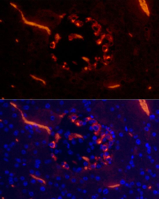 Glucagon Rabbit monoclonal antibody
