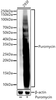 Puromycin Rabbit monoclonal antibody