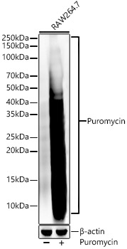 Puromycin Rabbit monoclonal antibody