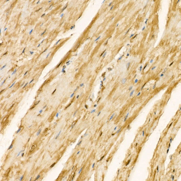 Puromycin Rabbit monoclonal antibody