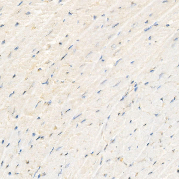 Puromycin Rabbit monoclonal antibody