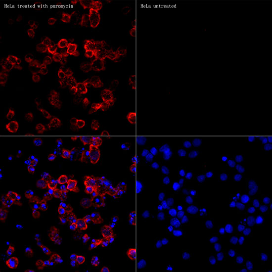 Puromycin Rabbit monoclonal antibody