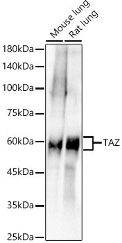 TAZ Rabbit monoclonal antibody