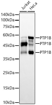 PTP1B Rabbit monoclonal antibody