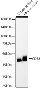 CD38 Rabbit monoclonal antibody