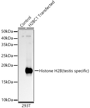 Histone H2B (testis specific) Rabbit polyclonal antibody