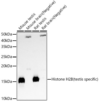 Histone H2B (testis specific) Rabbit polyclonal antibody
