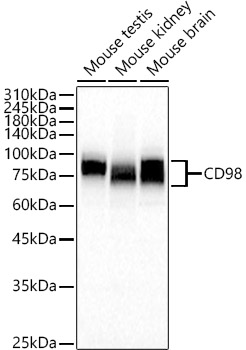 CD98 Rabbit polyclonal antibody