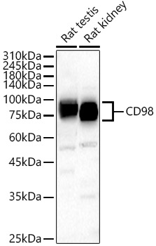 CD98 Rabbit polyclonal antibody