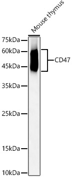 CD47 Rabbit polyclonal antibody