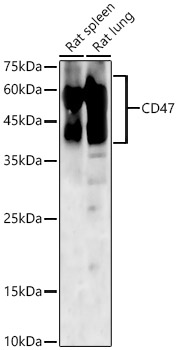 CD47 Rabbit polyclonal antibody