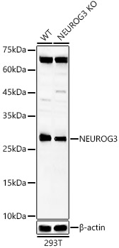 NEUROG3 Rabbit polyclonal antibody