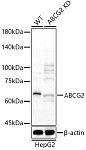 Western blot - [KD Validated] ABCG2 Rabbit pAb (A23066)