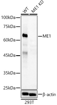 [KD Validated] ME1 Rabbit polyclonal antibody