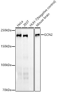 GCN2 Rabbit monoclonal antibody