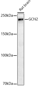 GCN2 Rabbit monoclonal antibody
