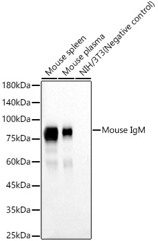 Mouse IgM Rabbit monoclonal antibody