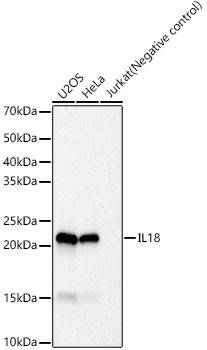 IL18 Rabbit monoclonal antibody