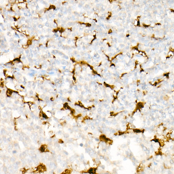 IL18 Rabbit monoclonal antibody