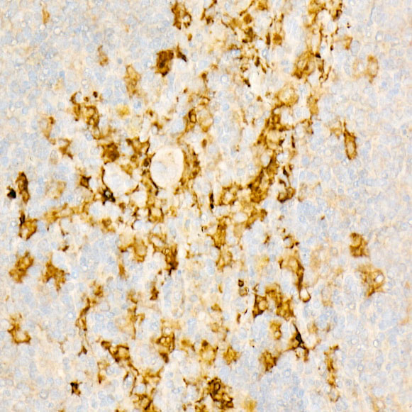 IL18 Rabbit monoclonal antibody