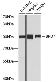 [KO Validated] BRD7 Rabbit polyclonal antibody