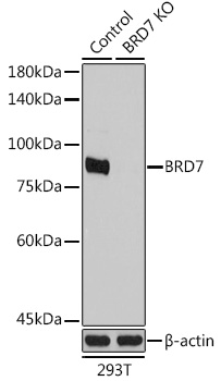 [KO Validated] BRD7 Rabbit polyclonal antibody