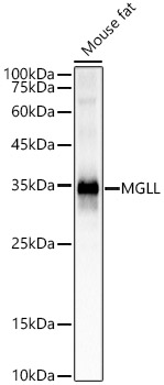 MGLL Rabbit monoclonal antibody