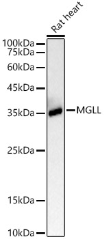 MGLL Rabbit monoclonal antibody